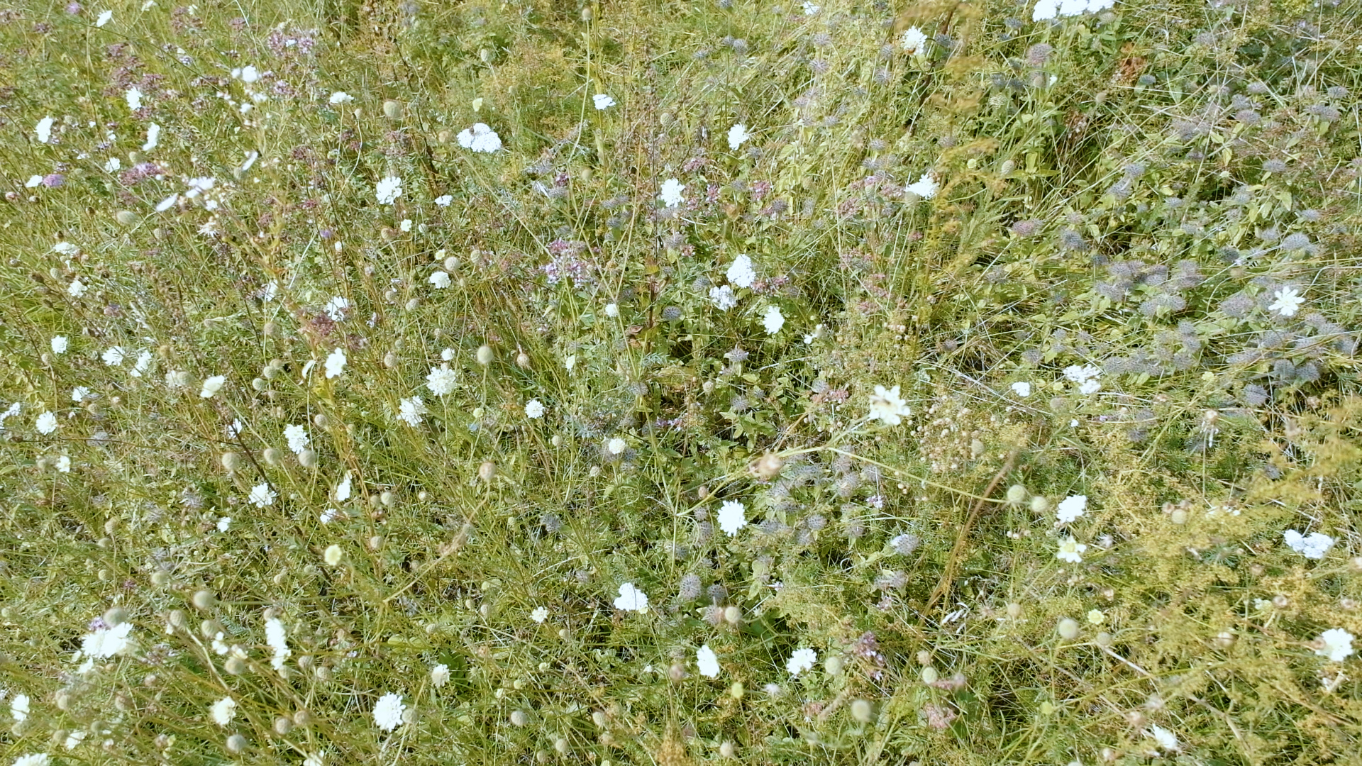 Ein Foto von einer grünen Wiese mit vielen Wildblumen in verschiedenen Farben. Ein Symbol für den Kampf gegen das Artensterben.